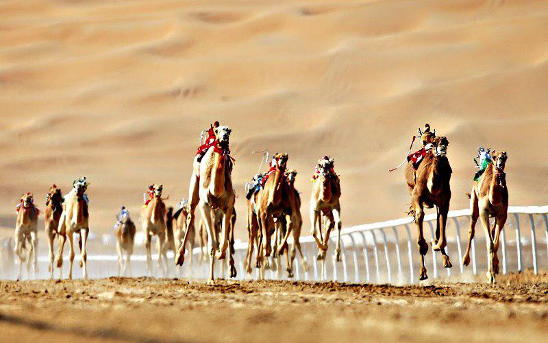 ROBOT CAMEL RACING Dubai Tripjohn