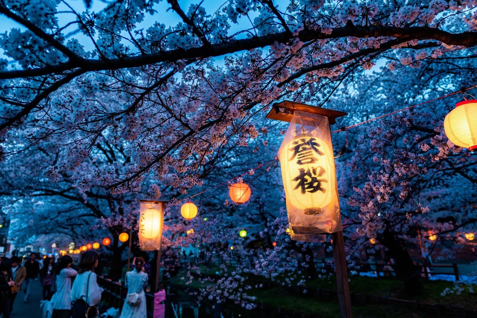 Sakura Japan